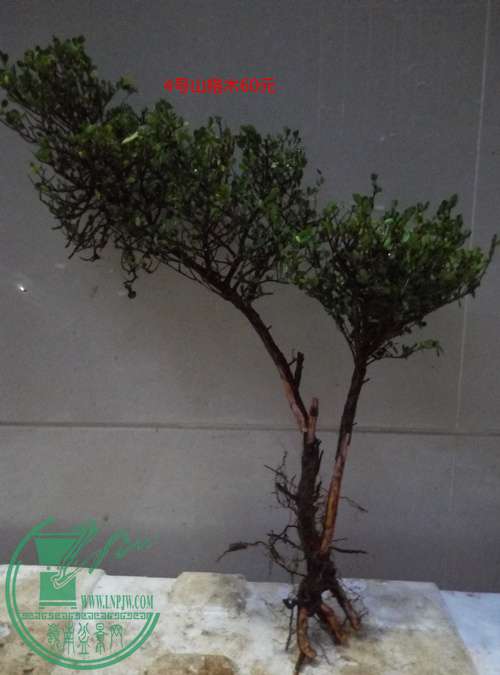 P70422-190132__.jpg