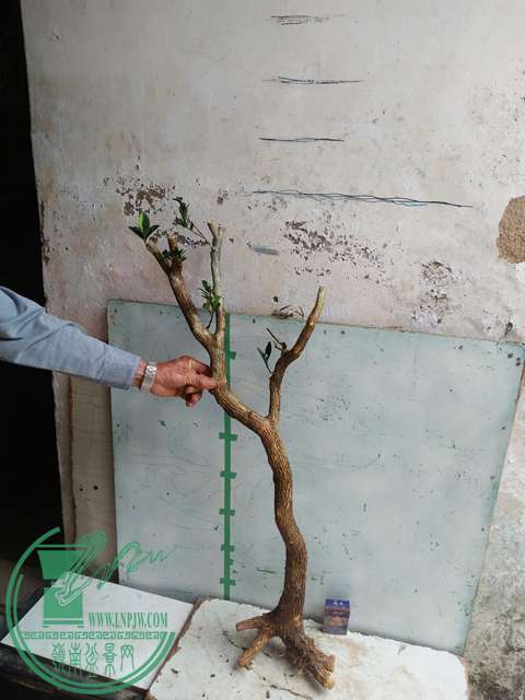 IMG20170422093210.jpg