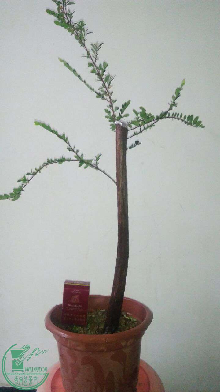 QQͼƬ20170423200104.jpg
