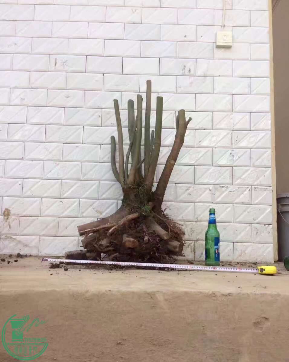 image.jpeg