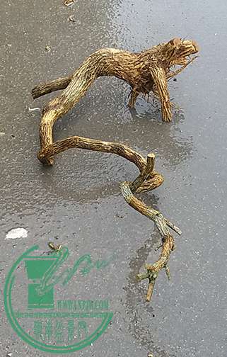 20170424_110912_mh1493032270998.jpg