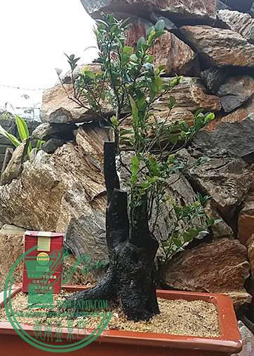 20170425_125710_mh1493118254287.jpg