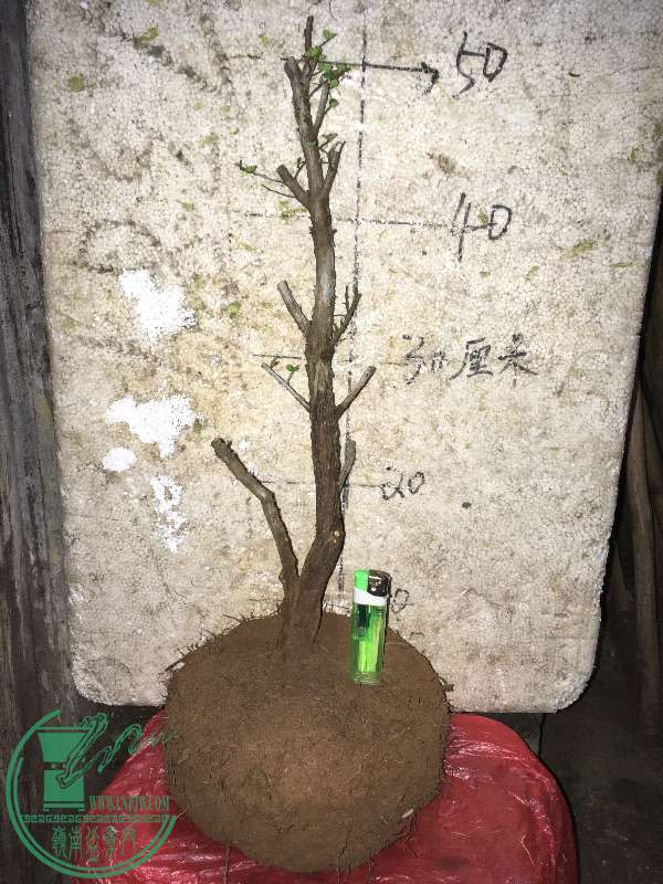 883515