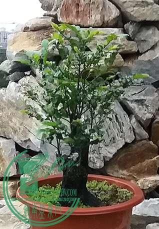 20170426_182706_mh1493204775970.jpg