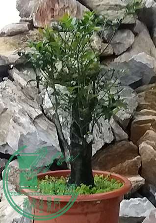 20170426_182555_mh1493204724202.jpg