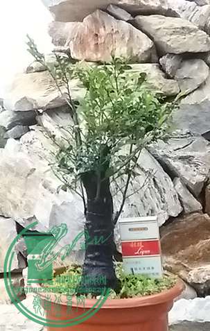 20170426_182516_mh1493204688536.jpg