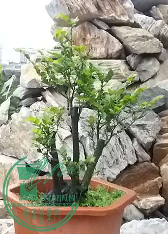 20170426_182731_mh1493204835434.jpg