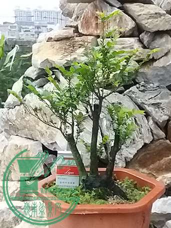 20170426_182757_mh1493204797456.jpg
