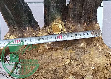 20170427_181557_mh1493292892872.jpg