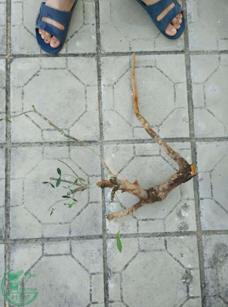 QQͼƬ20170428165009.jpg