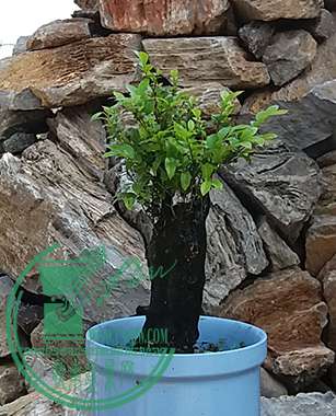 20170428_094555_mh1493379943035.jpg