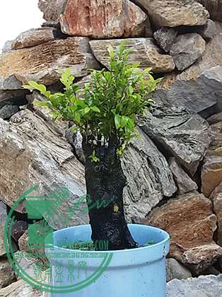 20170428_094530_mh1493379915781.jpg