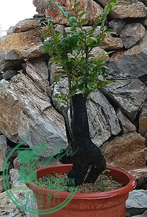 20170428_094506_mh1493379898373.jpg