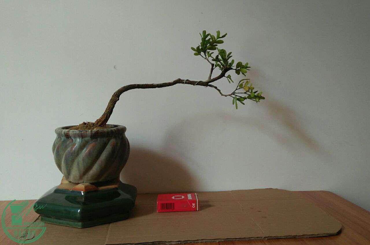 QQͼƬ20170428204153.jpg