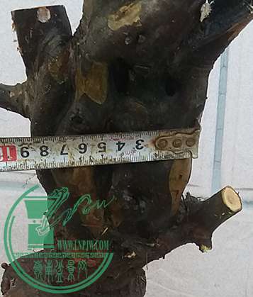 20170429_182208_mh1493465840778.jpg