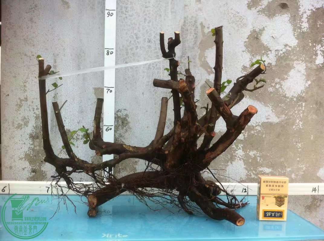 psb (9).jpg