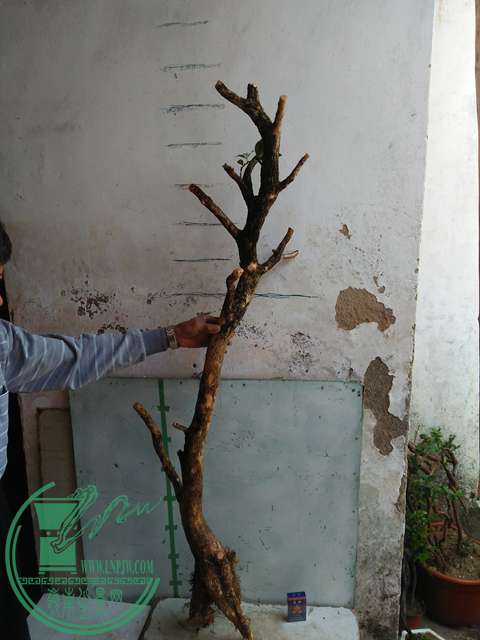 IMG20170429094939.jpg