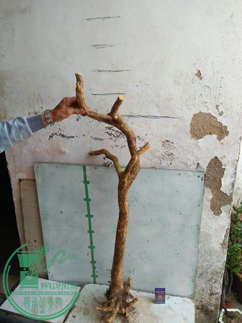 IMG20170429095221.jpg