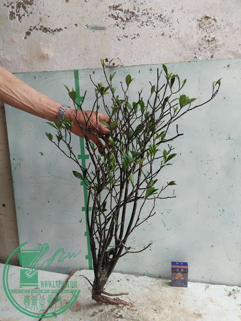 IMG20170430121443.jpg