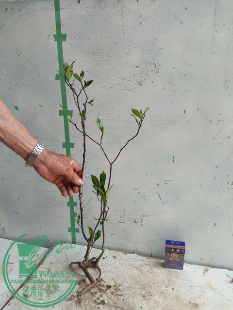 IMG20170430121501.jpg