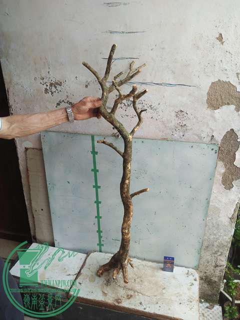 IMG20170430104226.jpg