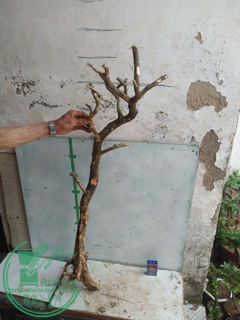 IMG20170430104239.jpg