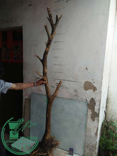 IMG20170430104445.jpg