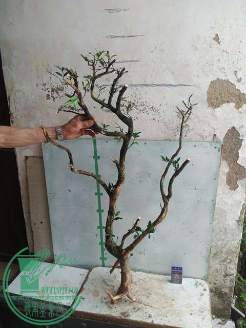 IMG20170430104647.jpg