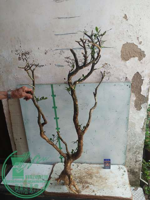 IMG20170430104713.jpg