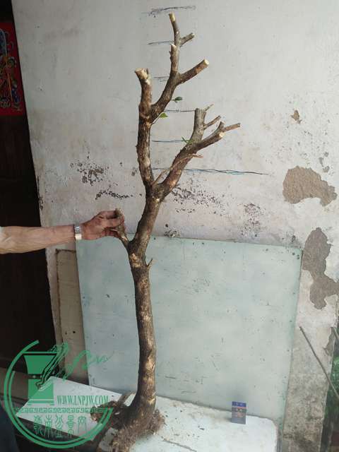 IMG20170503141043.jpg