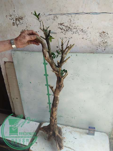 IMG20170503141055.jpg