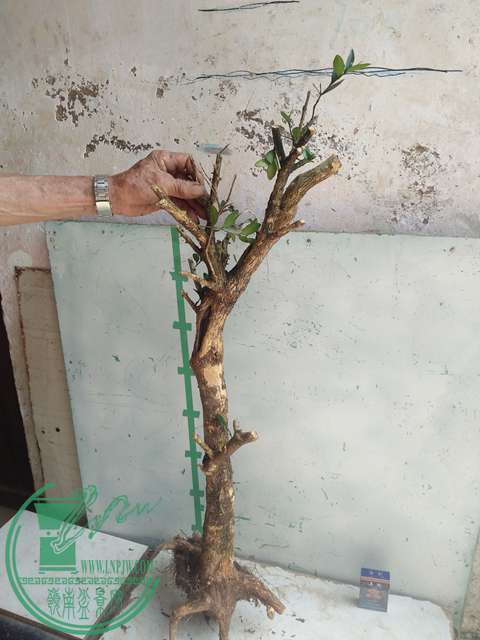 IMG20170503141106.jpg