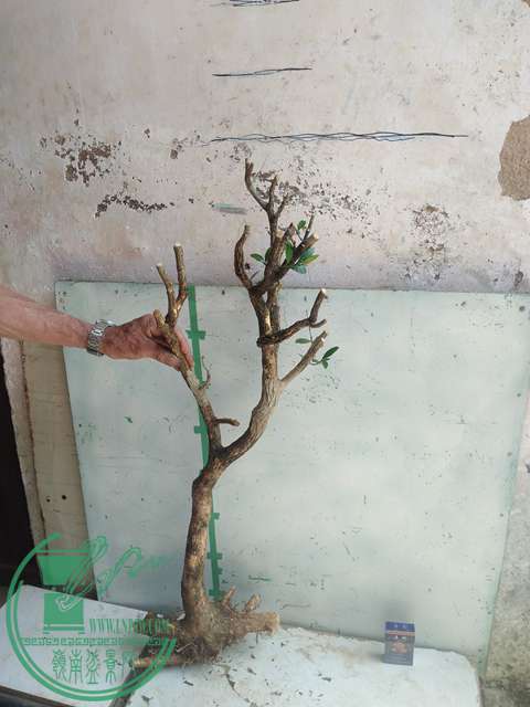 IMG20170503141118.jpg