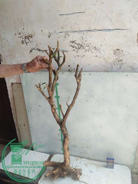 IMG20170503141129.jpg