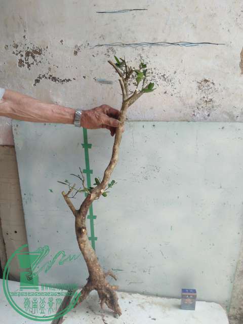 IMG20170503141140.jpg