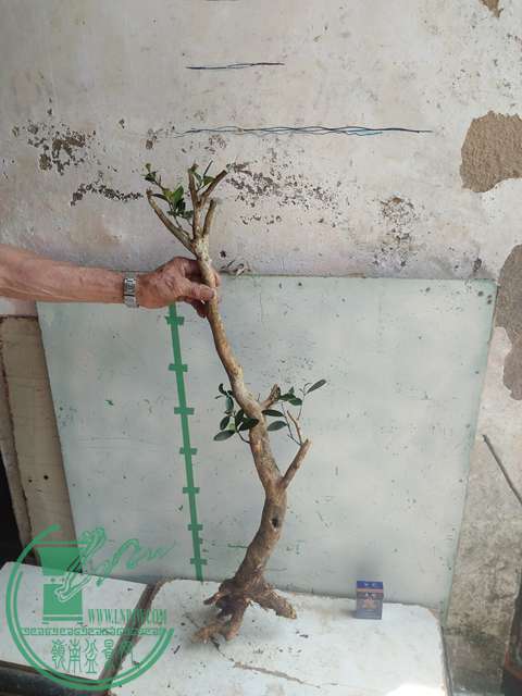 IMG20170503141148.jpg