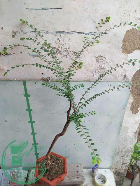 IMG20170428093812.jpg