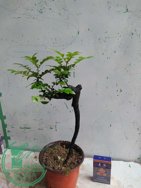 IMG20170426165933.jpg