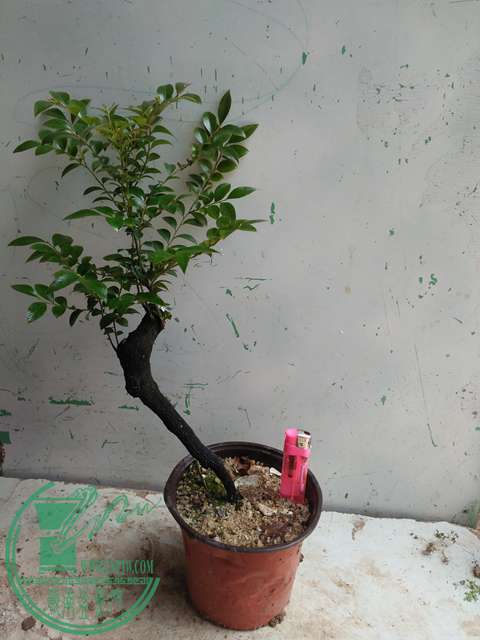IMG20170430133351.jpg