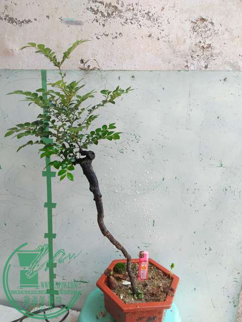 IMG20170429110914.jpg