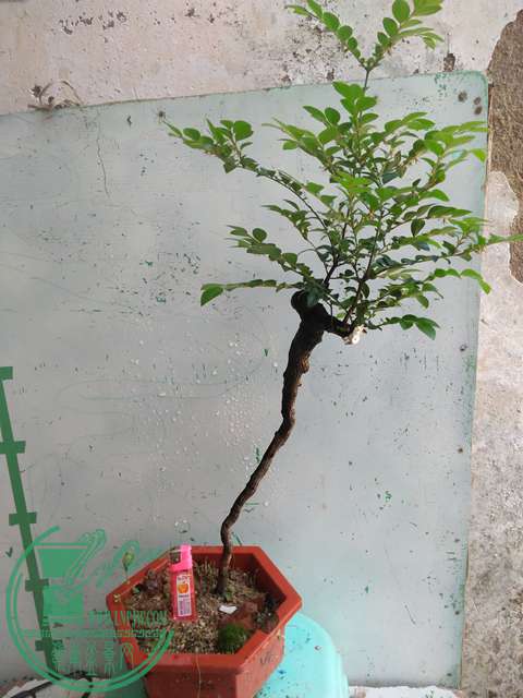 IMG20170429111222.jpg