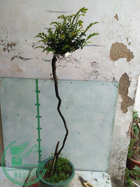 IMG20170429104050.jpg