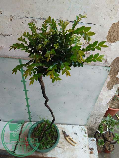 IMG20170429104059.jpg