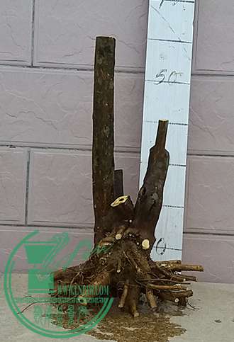 20170507_182054_mh1494156372792.jpg