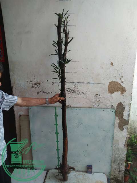 IMG20170512085800.jpg