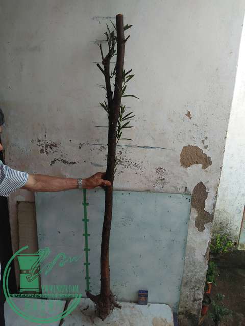 IMG20170512085816.jpg