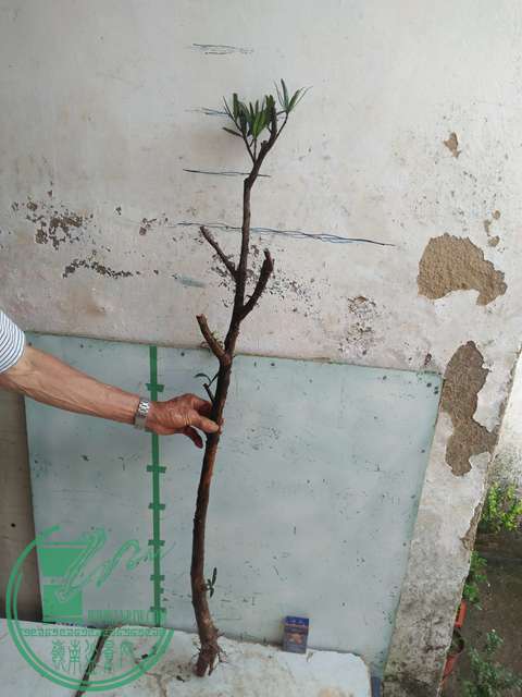 IMG20170512085917.jpg