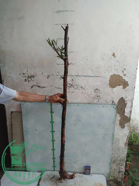 IMG20170512090006.jpg