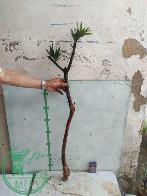 IMG20170512090039.jpg