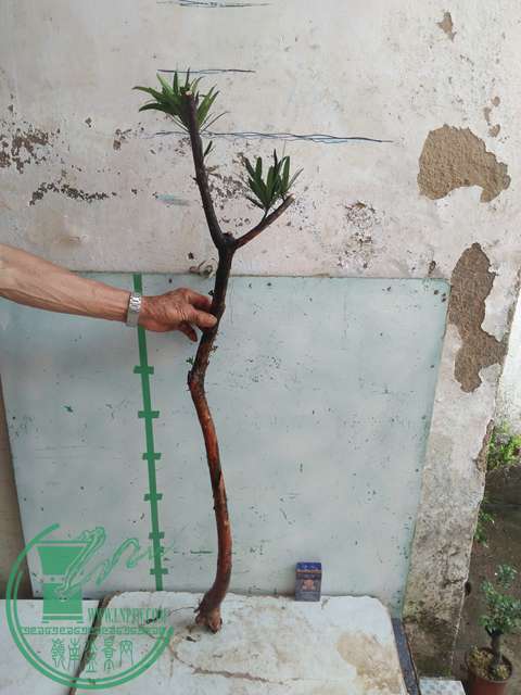 IMG20170512090049.jpg